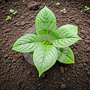 Green plant sprout growing in farmland top view photo