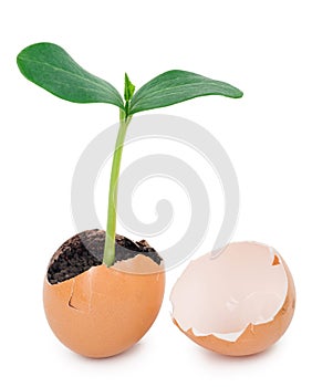 Green plant sprouting from the ground in an eggshell