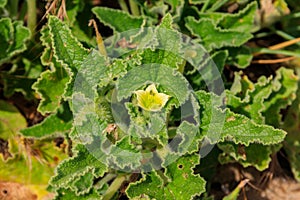 Green plant of squirting cucumber or exploding cucumber Ecballium elaterium