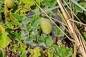 Green plant of squirting cucumber or exploding cucumber Ecballium elaterium