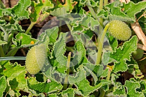 Green plant of squirting cucumber or exploding cucumber Ecballium elaterium