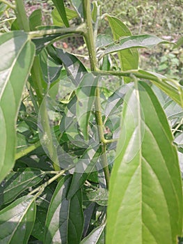 Green plant stem and leaf with thorn