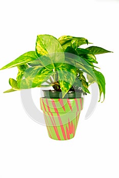 Green Plant in Stripped Planter photo