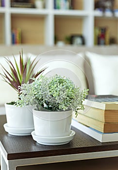 Green plant on table Home decoration