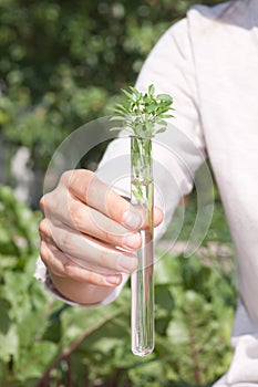 Green plant in test tube