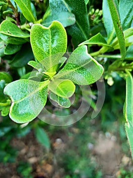 Green plant with three paper