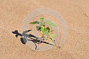 Green plant thrive in desert sands