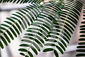 Green plant with tiny leaves