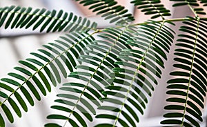 Green plant with tiny leaves