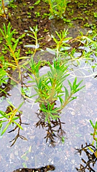 green plant with tiny leaves in rainy season