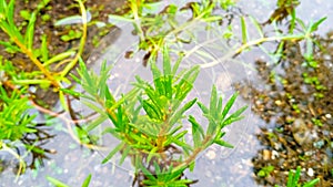 green plant with tiny leaves in rainy season