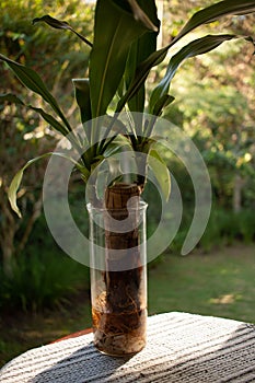 green plant on tree background sun light