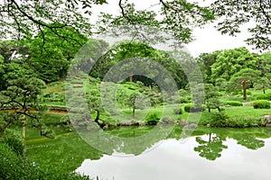 Green plant, tree and lake in Japanese zen garden