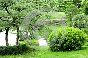 Green plant, tree and lake in zen garden