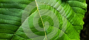 green plant tropical foliage in grove