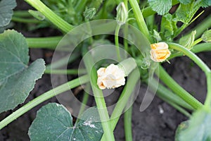 Green plant with unripe squash and yellow blossoms in garden