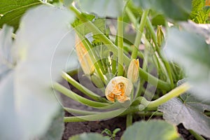 Green plant with unripe squash and yellow blossoms in garden