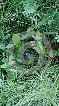 Green plant vegetation in a meadow in Russia