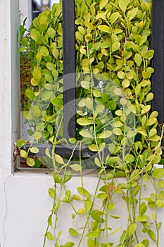 Green plant on wall