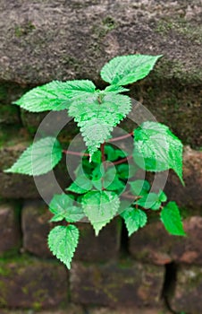 A green plant in wall