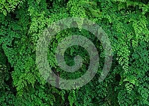 Green plant wall of Black Maidenhair fern