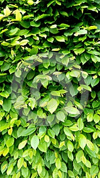 Green plant wall fence vertical