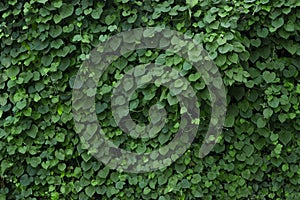 Green plant wall texture. Fresh leaves background