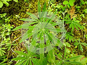 Green Plant with Water Droplets on Forest Floor, Washington