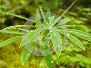 Green Plant with Water Droplets on Forest Floor, Washington