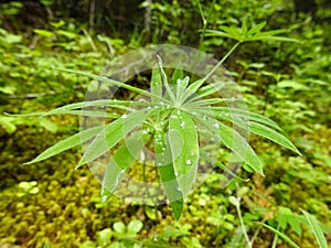 Green Plant with Water Droplets on Forest Floor, Washington