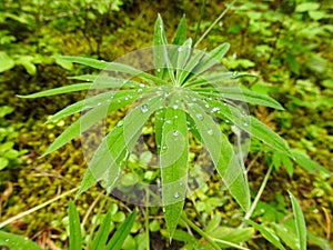 Green Plant with Water Droplets on Forest Floor, Washington