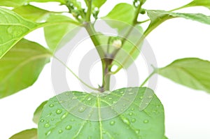 Green plant with water and vitamin in leaf photo