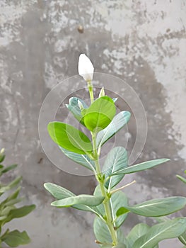 Green plant with whit flower. Greenplant whiteflower ,. Green leaves plant, green leaf