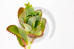 Green plant on white background