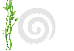 Green plant on white background