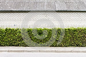 Green plant and white brick wall background