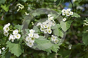 Green plant with white flowers