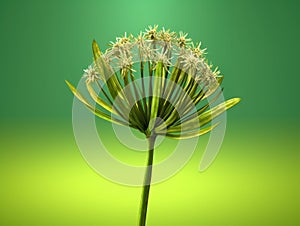 Green plant with white flowers, growing on top of green background. The plant is positioned in center of frame and
