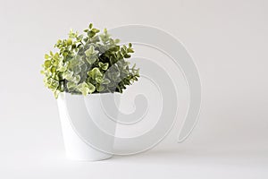 Green plant in white pot against white background