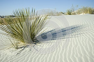 Green plant in white sand dune