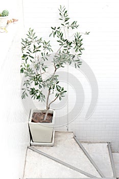 Green plant and white wall