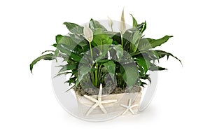 Green Plant in a White Wood Box with white flowers - Peace Lily Spathiphyllum White Space