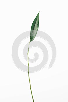 Green plant willow leaf stem branch isolated on white background