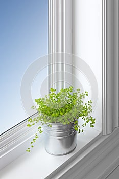 Green plant on a window sill photo
