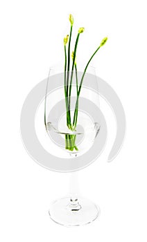 Green plant on wine glass