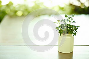 Green plant on a wooden desk