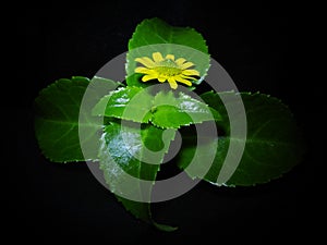 Green plant with yellow flower blackbackground close-up macro leaves photo