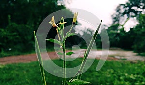 Green Plant With Yellow Flowers. photo