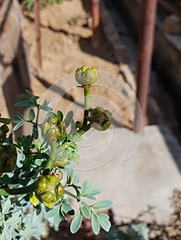 a green plant with yellow flowers known as the Ruta chalepensis soaking up the sunlight in the middle of the day photo