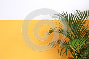 Green plant in a yellow plain background